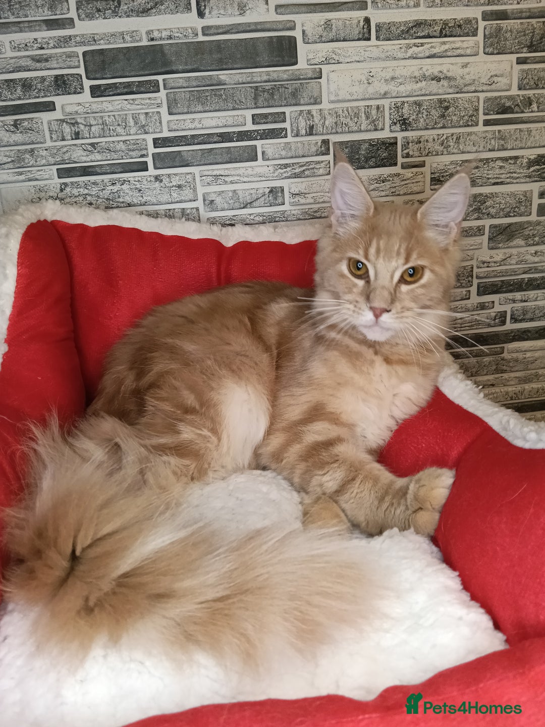 Maine Coon cats for sale: Maine coon kittens 'PuuureLove'  - Image 10