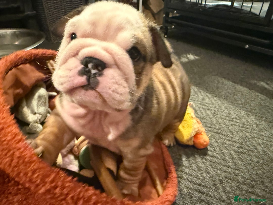 English Bulldog dogs for sale: Traditional English Bulldog Puppies  - Image 22