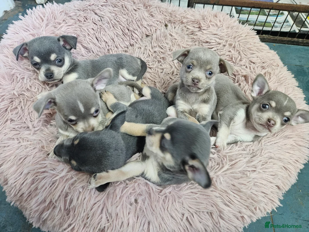 Chihuahua dogs for sale: Blue & tan and lilac & tan chihuahua puppies  - Advert 4