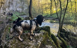 Cocker Spaniel dogs for stud: Cocker Spaniel for stud - Image 2