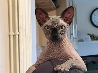 Sphynx cats Kitten for sale - Advert 1