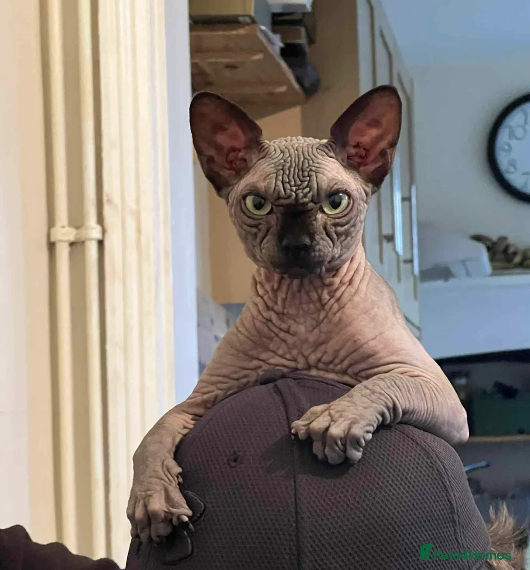 Sphynx cats for sale: Kitten for sale - Advert 1