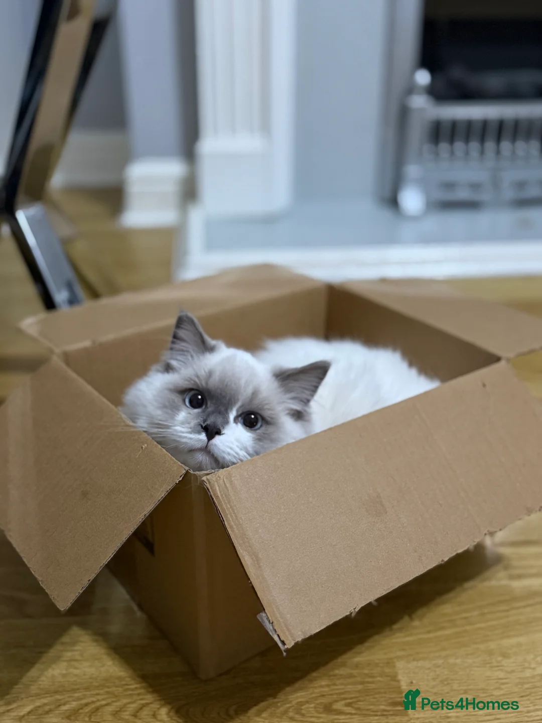 Ragdoll cats for sale: 2 ragdolls cats Tigga and Mimi.  in Birmingham - Advert 1