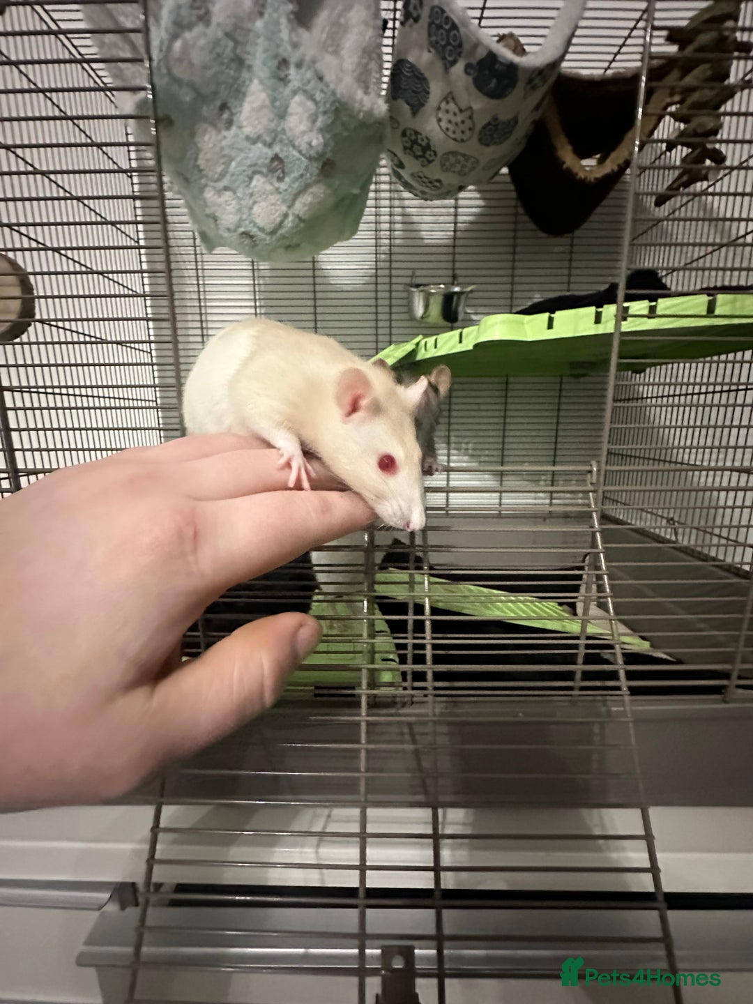 Rat rodents for sale: Albino Rat - Advert 2