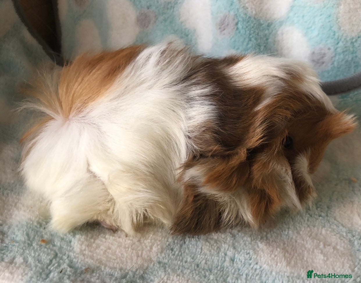 Guinea Pig rodents for sale: Beautiful Peruvian and Alpaca baby boars  - Advert 2