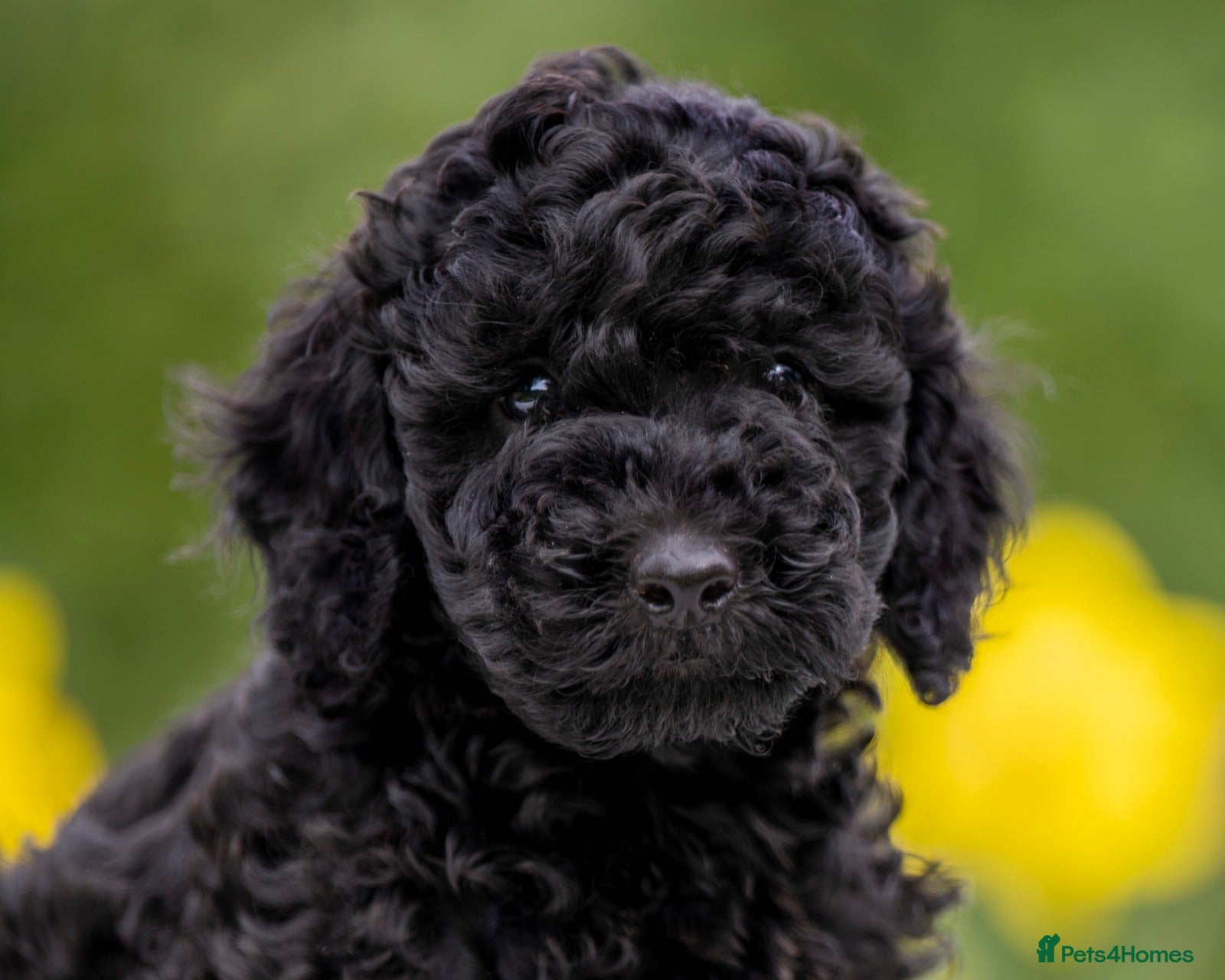 Australian Labradoodle dogs Australian Labradoodle puppies - Advert 11
