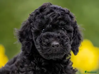 Australian Labradoodle dogs Australian Labradoodle puppies - Advert 11
