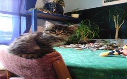Domestic Shorthair cats for sale: Beautiful kittens looking for, forever homes. - Image 14