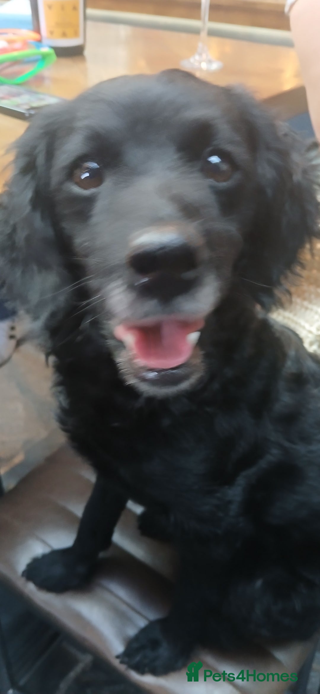 Mixed Breed dogs for sale: Two dogs ( female)  - Advert 2