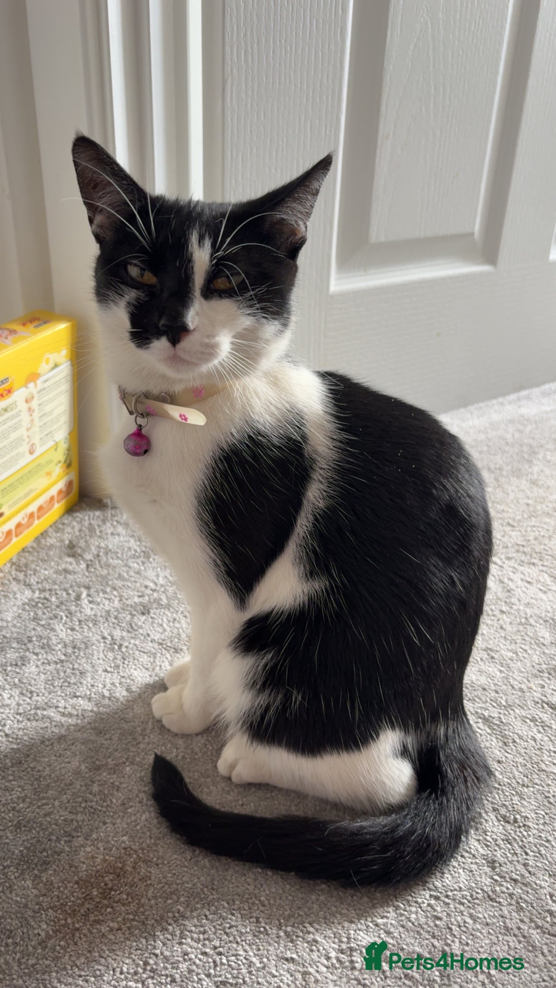 Mixed Breed cats for sale: 2 male kittens - Advert 2