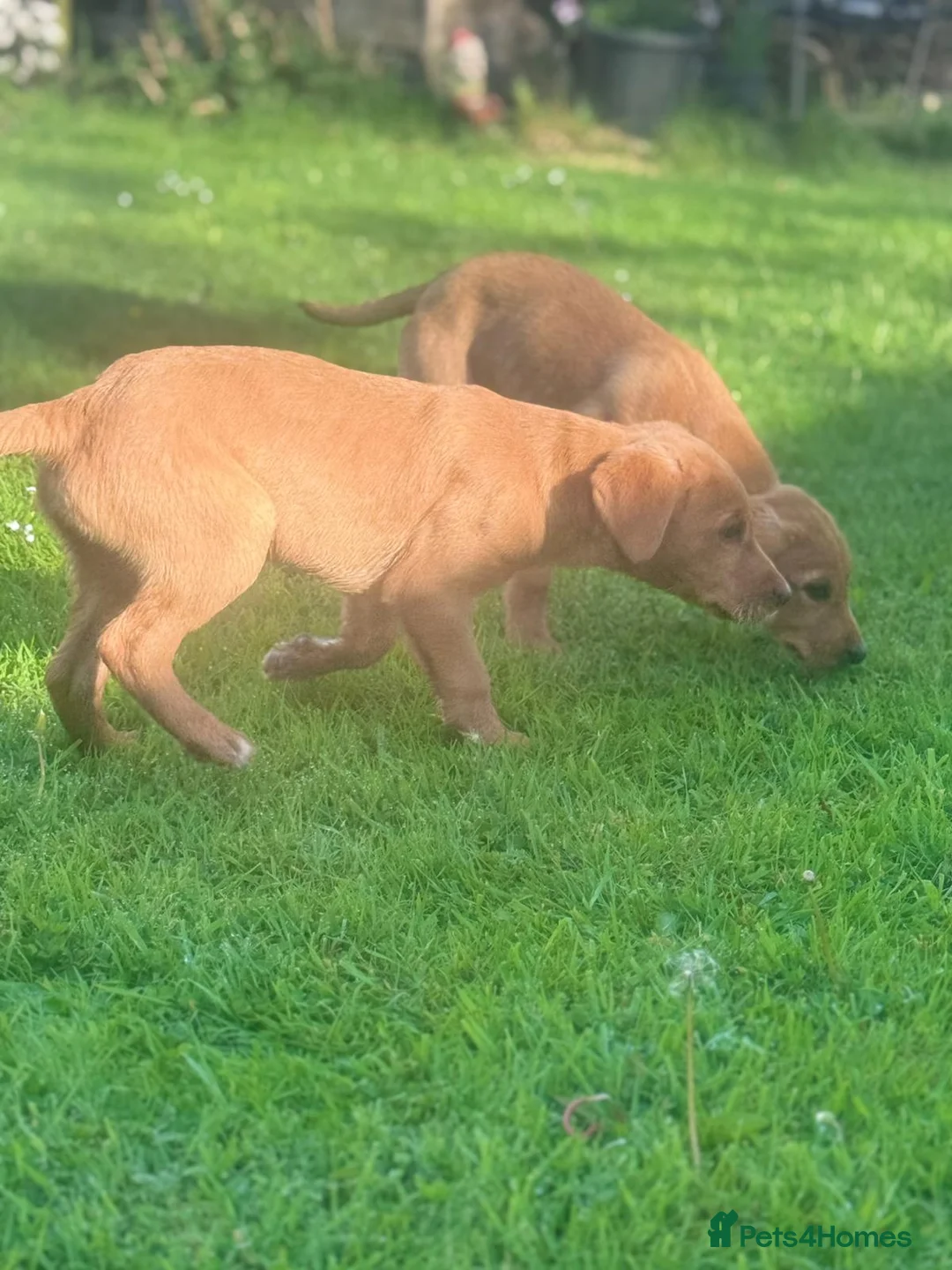 Labrador Retriever dogs for sale: KC registered Labours Fully vaccinated  - Advert 11