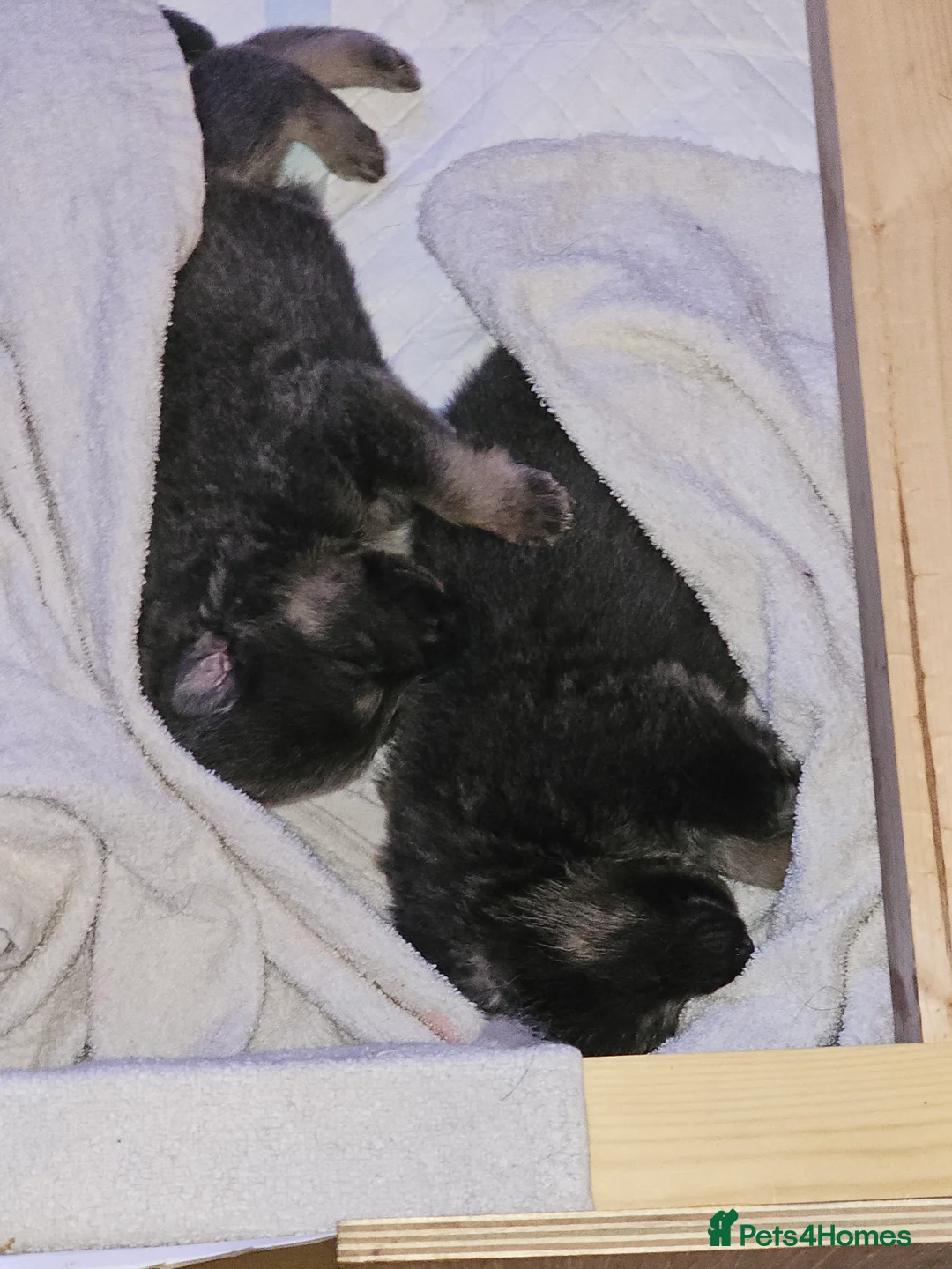 German Shepherd dogs for sale: 9 beautiful pure bred German Shepherd puppies - Advert 9