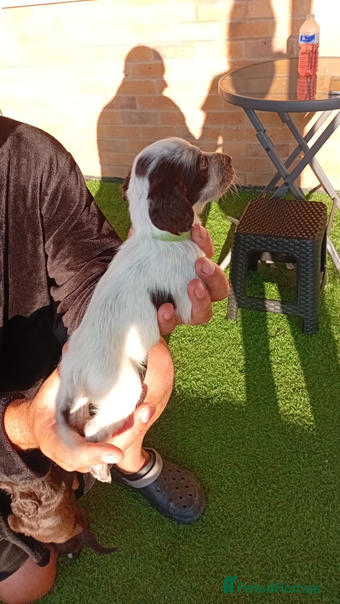 Cocker Spaniel dogs Adorable cocker spaniels for sale  - Advert 2