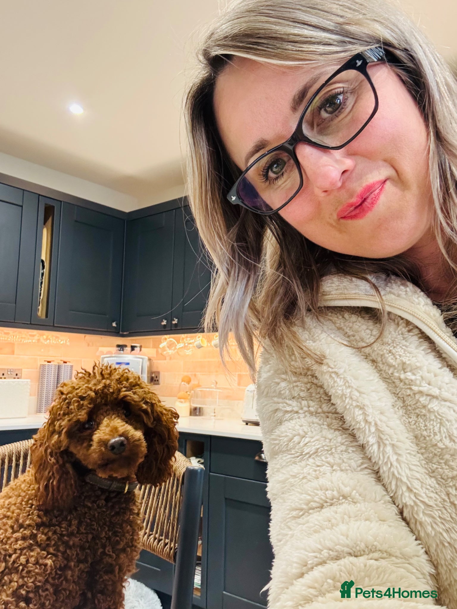 Toy Poodle dogs William of Worcestershire Small miniature Poodle - Advert 11