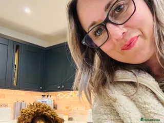 Toy Poodle dogs William of Worcestershire Small miniature Poodle - Advert 11