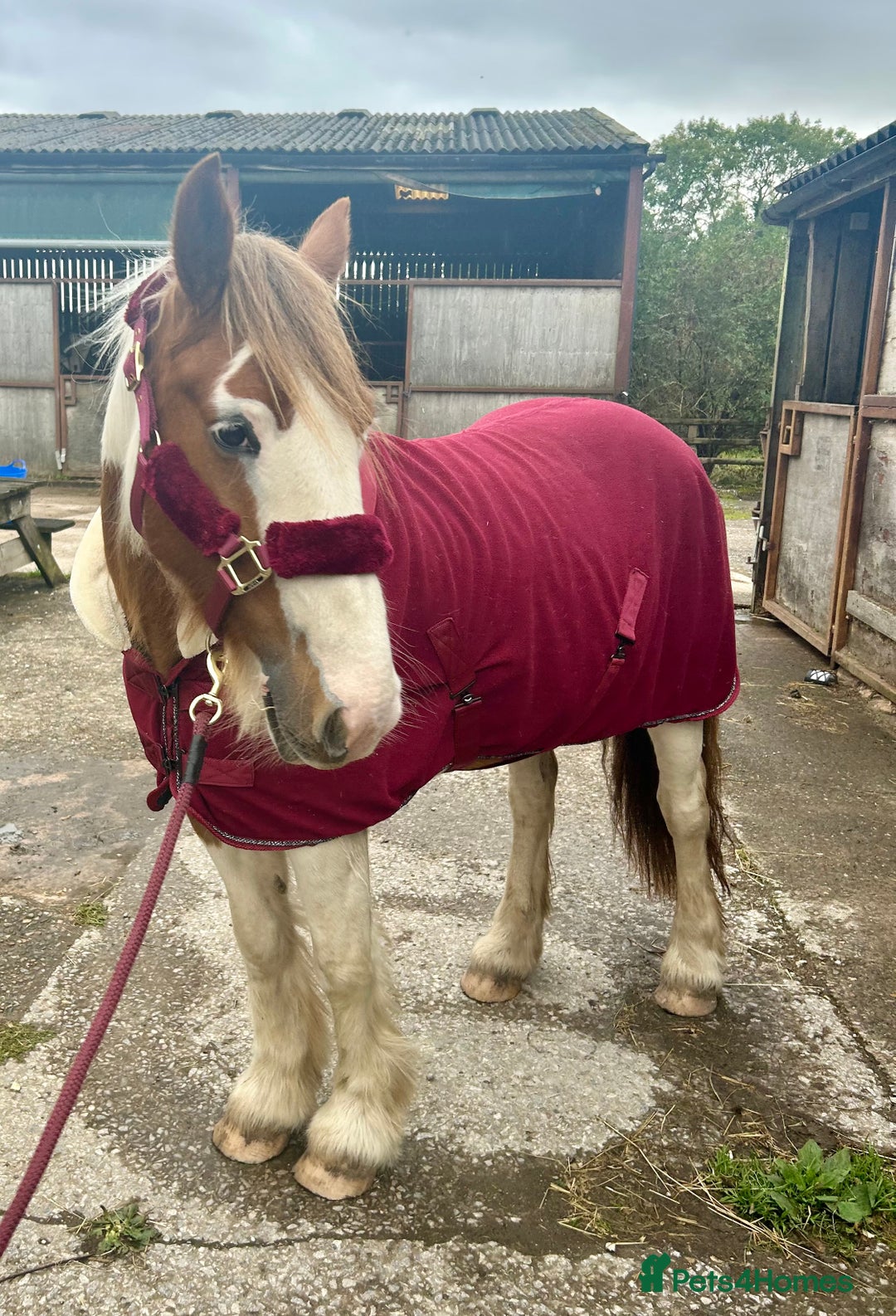 Irish Cob horses for sale: 5 yo skewbald cob 13.3 hh  - Image 14