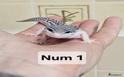 Leopard Gecko reptiles for sale: Blacknight macksnows and supersnows in tremper - Image 9