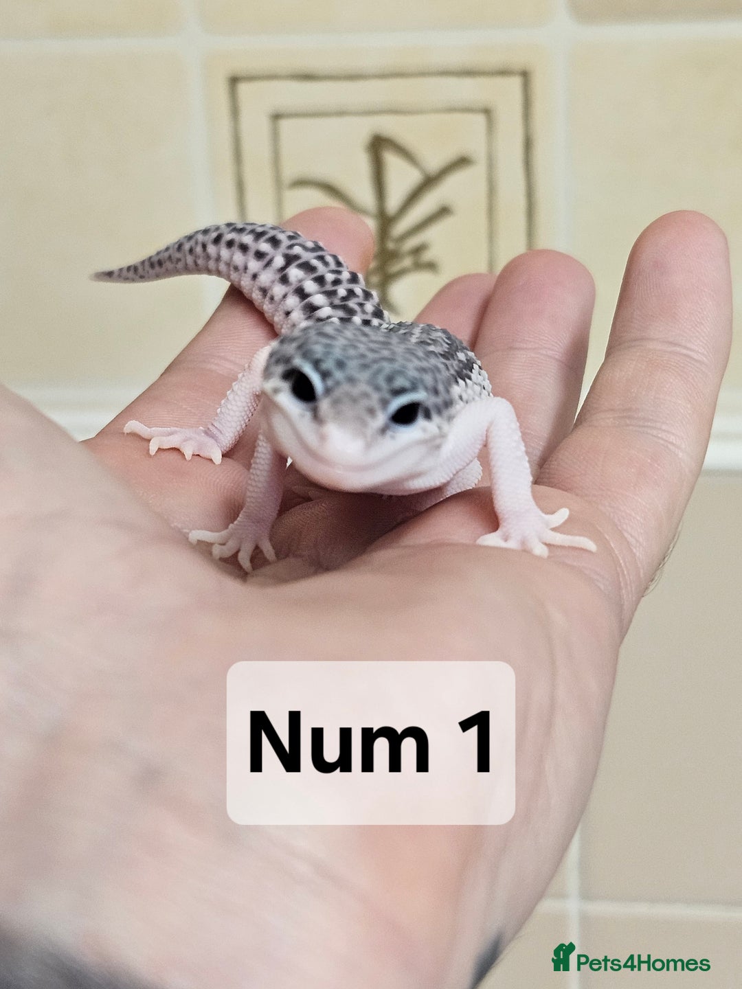 Leopard Gecko reptiles for sale: Blacknight macksnows and supersnows in tremper - Image 9