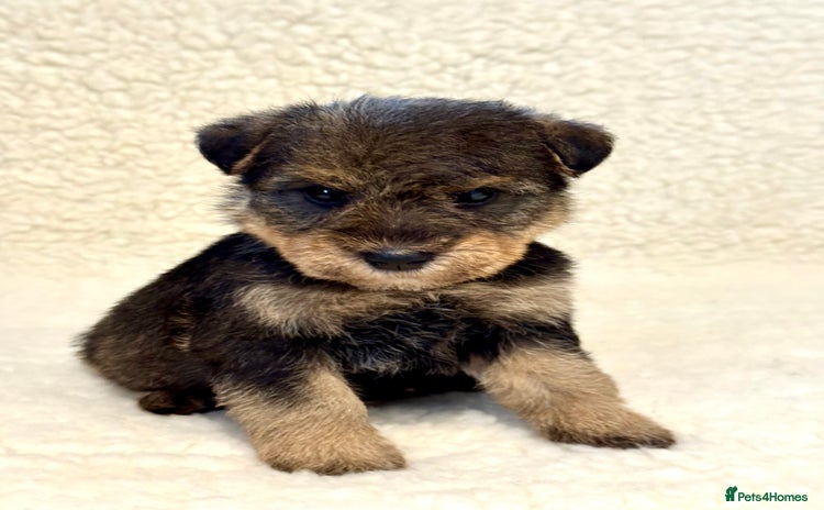 Welsh Terrier dogs - Advert 1
