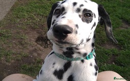 Dalmatian dogs for sale: KC REG Dalmatian pups - Image 9