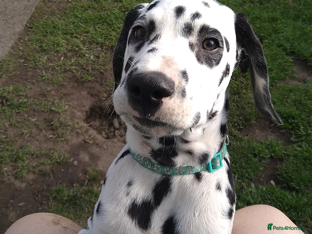 Dalmatian dogs for sale: KC REG Dalmatian pups - Image 9