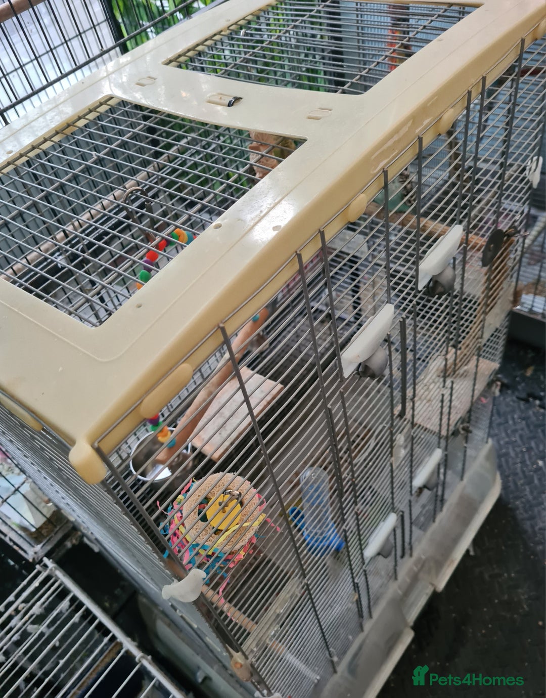 Budgerigars birds for sale: 3 X YOUNG BUDGIES WITH CAGE  - Image 2
