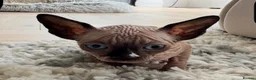 Sphynx cats for sale: Kitten  sphynx - Advert 4