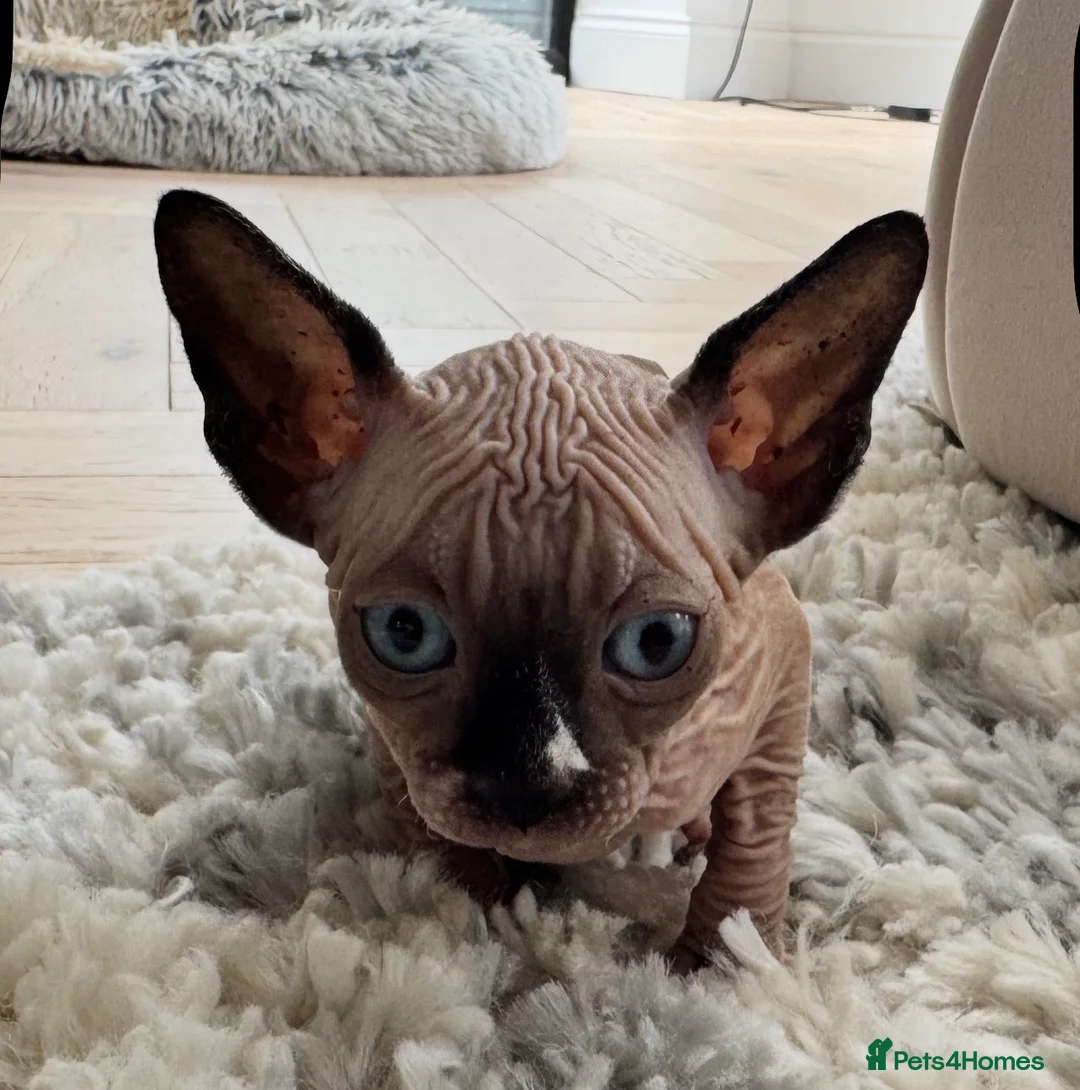 Sphynx cats for sale: Kitten  sphynx - Advert 4