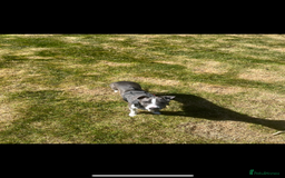 Italian Greyhound dogs for sale: Male Italian greyhound  - Image 7