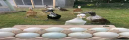 Ducks poultry for sale: Pure Indian Runner Ducklings + Fertile Eggs - Advert 2