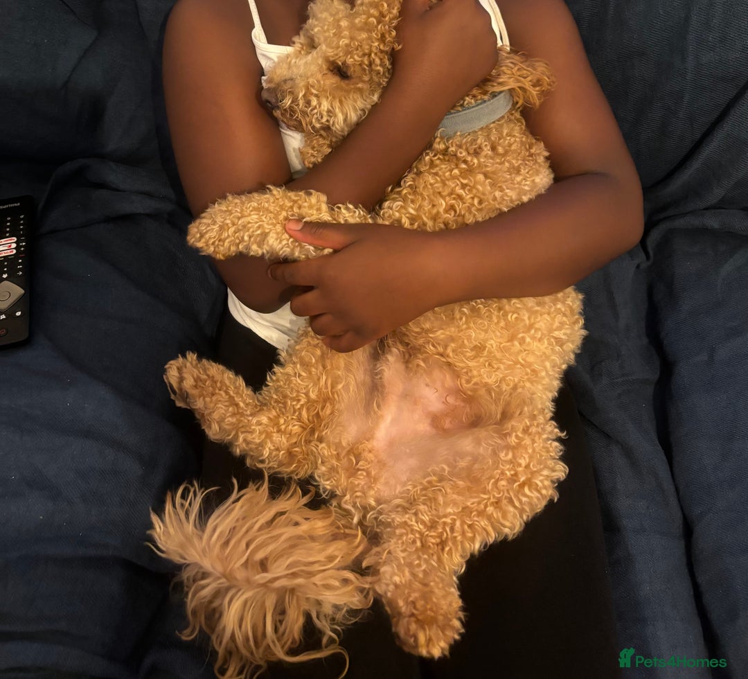 Poochon dogs for sale: Lovable cuddly toy poodle  - Image 2