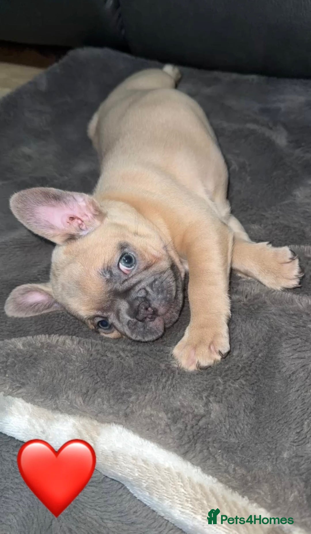 French Bulldog dogs for sale: French Bulldog Pups - Blue & New Shade Isabella 🐾 - Advert 12