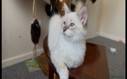 Siberian cats for sale: Siberians with wonderful personalities  - Image 2