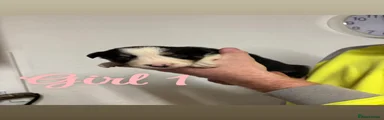 Border Collie 5