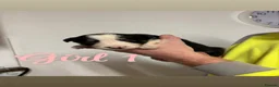 Border Collie dogs for sale: 6 Border Collie Puppies 🐾 - Advert 6