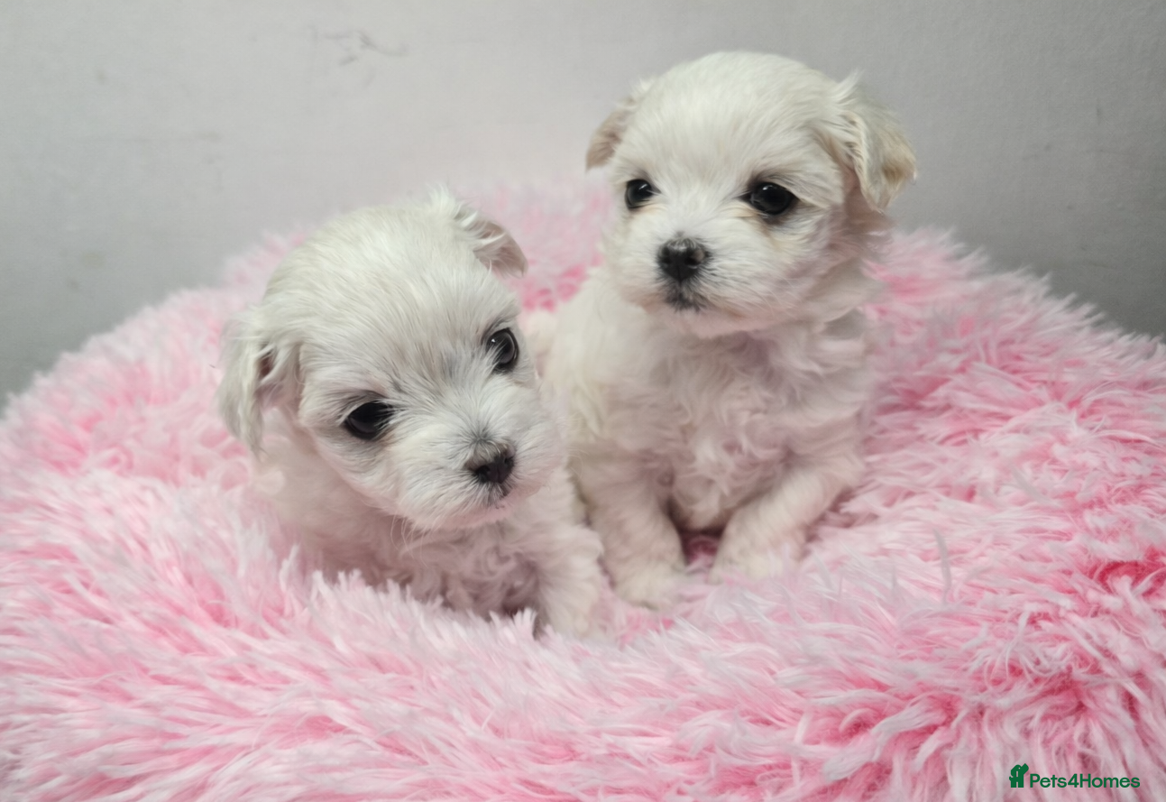 Maltese dogs Half Korean Maltese girls - Advert 2