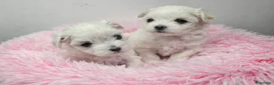 Maltese Puppy 2