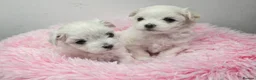 Maltese dogs for sale: FULL KOREAN BABY BOY READY NOW IN WEST LONDON - Advert 11