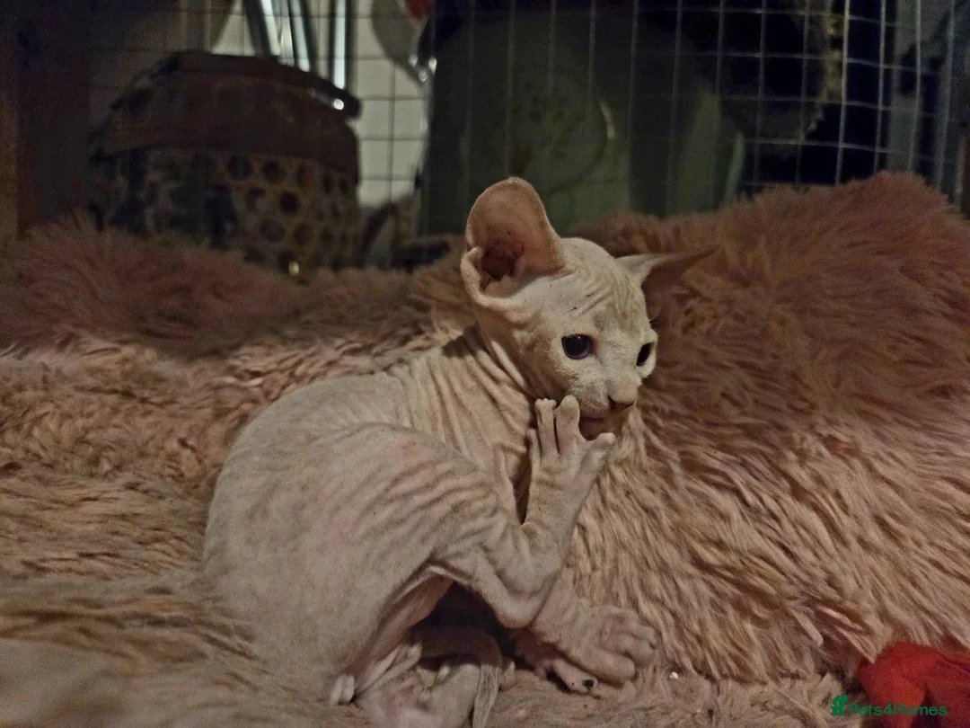 Sphynx cats for sale: Gorgeous Sphynx Kittens for sale - Advert 2