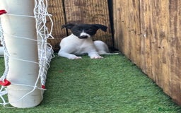 Whippet dogs for sale: One girl left ready to leave  - Image 3