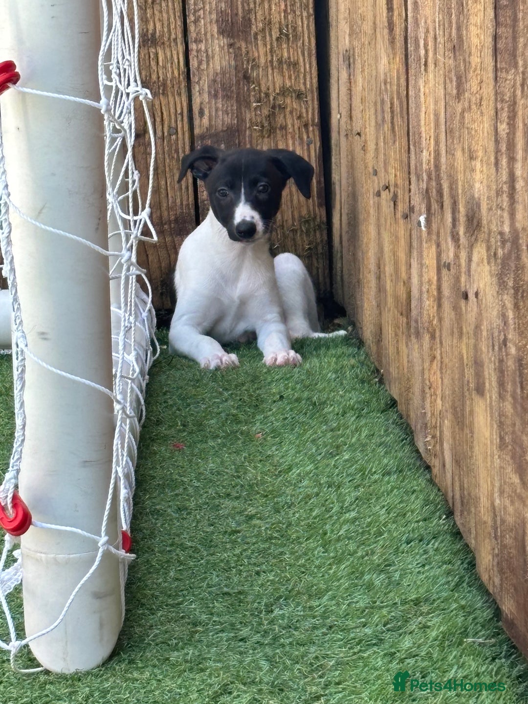 Whippet dogs for sale: One girl left ready to leave  - Image 3