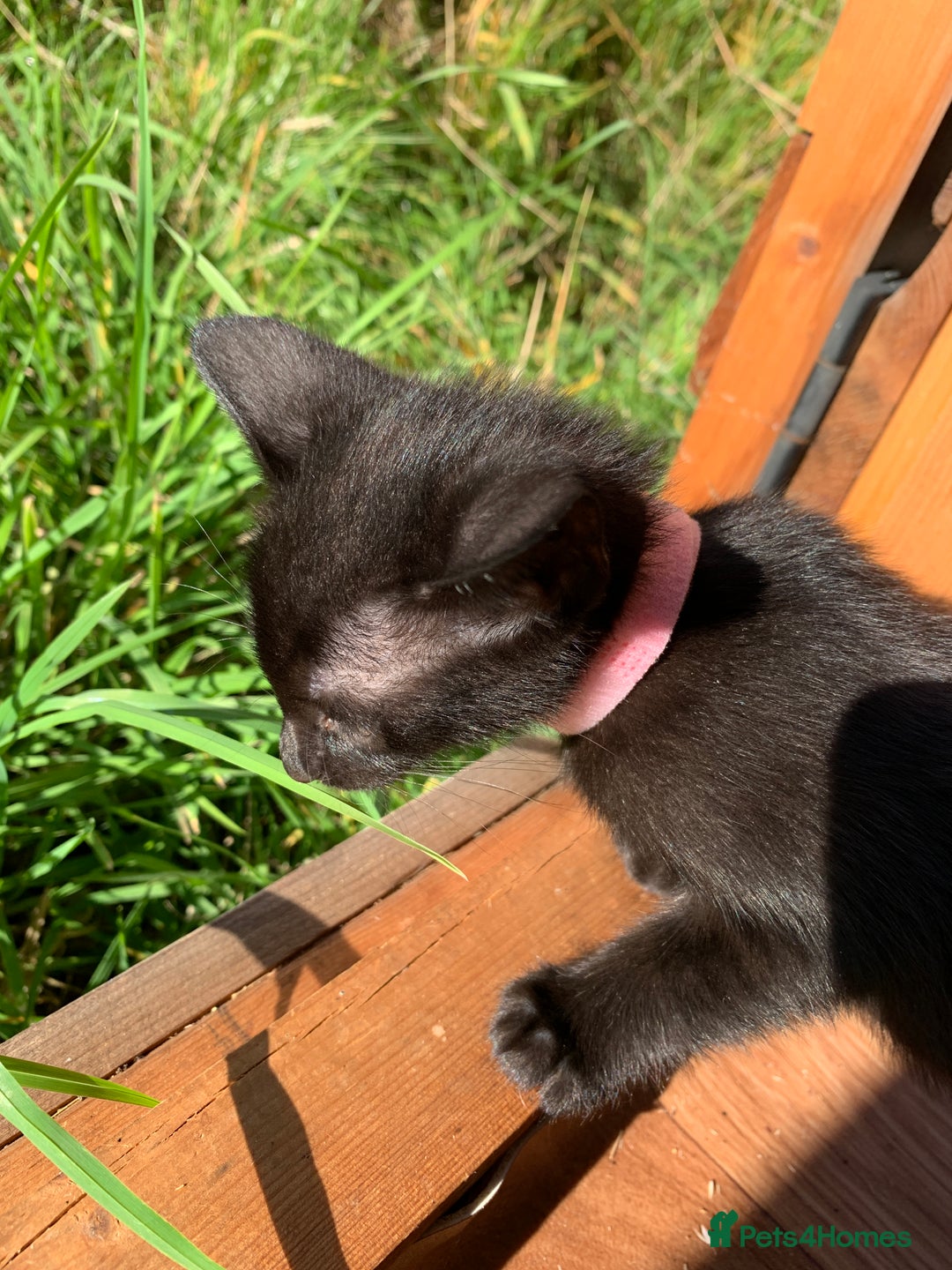 Siamese cats for sale: 2 half Siamese kittens  - Image 13