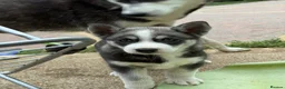 Siberian Husky dogs for sale: Puppy Siberian Husky  - Advert 2