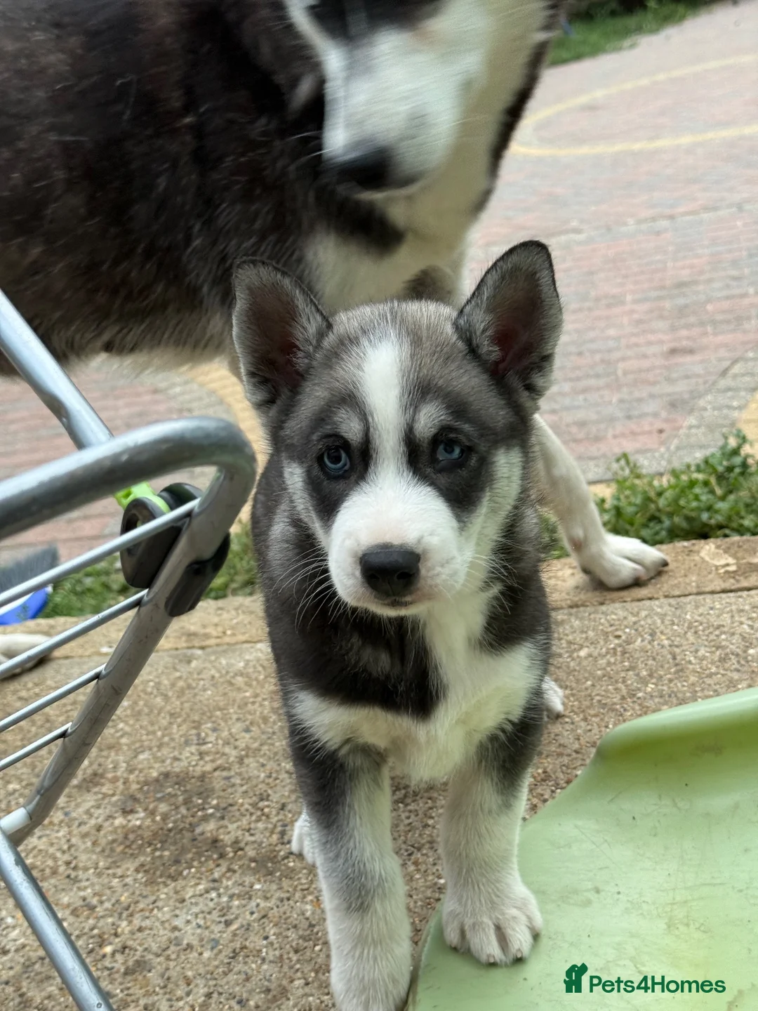 Siberian Husky dogs for sale: Puppy Siberian Husky  - Advert 2