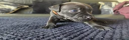 Patterdale Terrier dogs for sale: Patterdale Terrier Puppies - Advert 10
