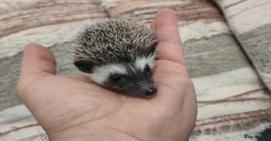 Pygmy Hedgehog rodents - Advert 3