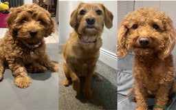 Labradoodle dogs for sale: Stunning F1bb miniature labradoodle puppies - Image 12