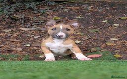 English Bull Terrier dogs for sale: Original English bull terriers  - Image 11