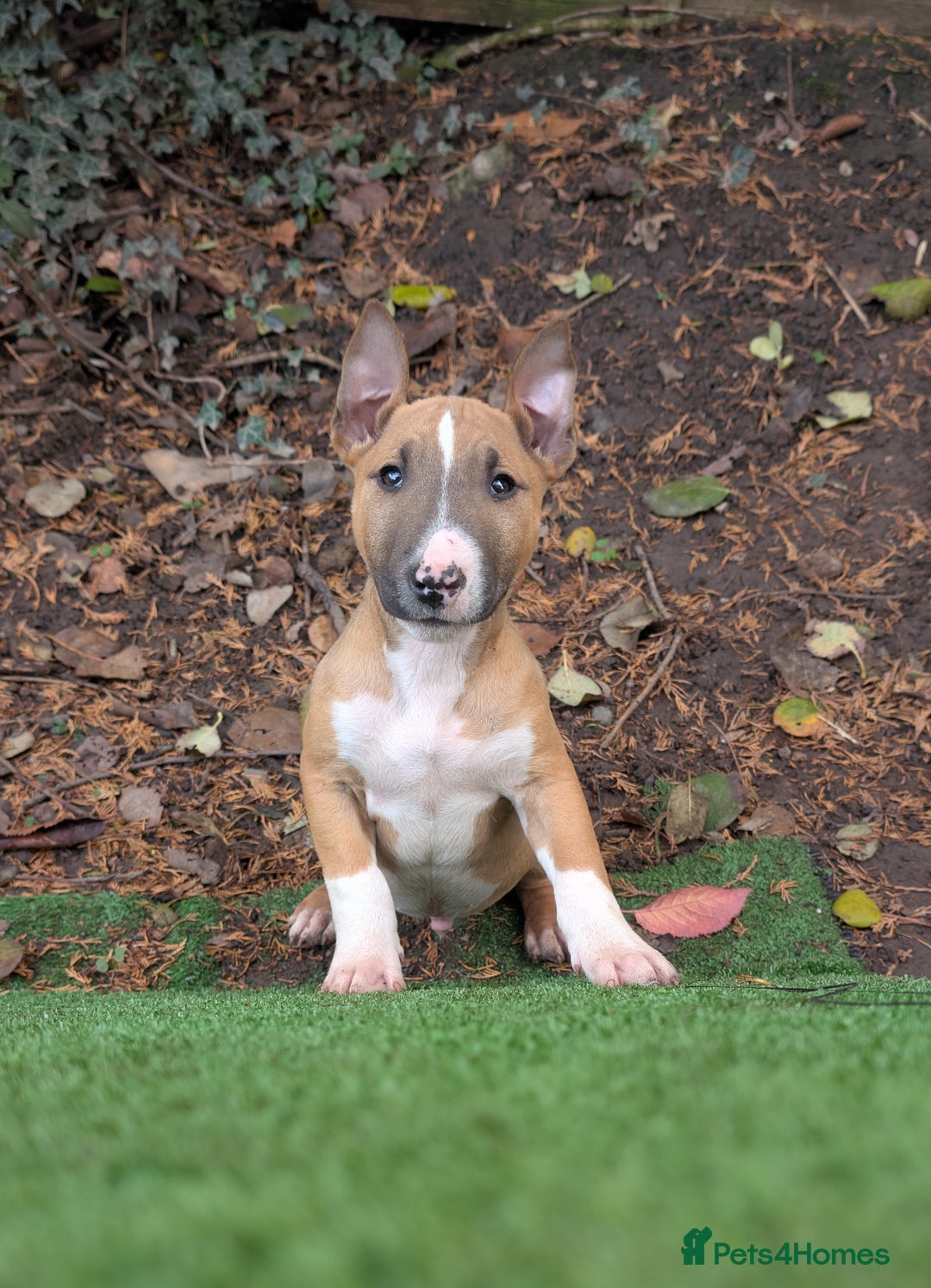 English Bull Terrier dogs for sale: Original English bull terriers  - Image 11