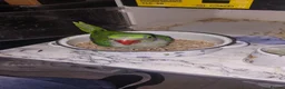 Parrots birds for sale: Alexandrine Baby Parrort  - Advert 1